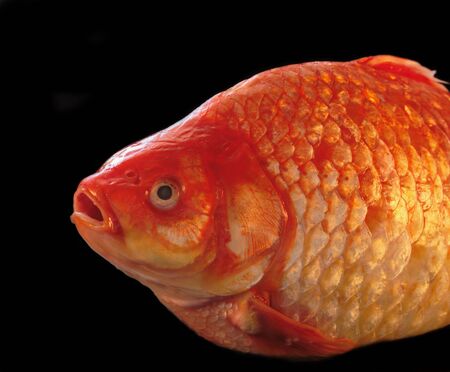 a large, vividly colored gold carp, isolated on blackの写真素材