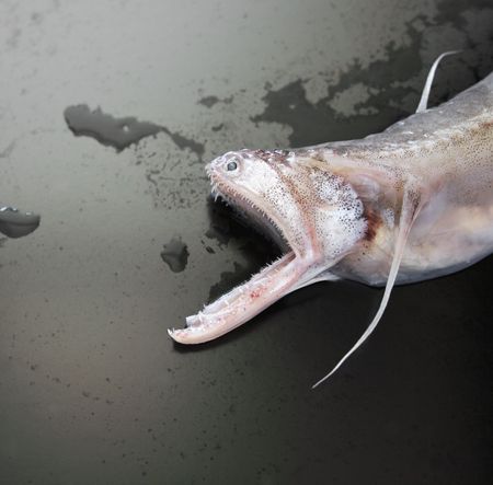 a fish with an mouth full of very sharp teeth and an elongated lower jaw on a partially wet black backgroundの写真素材