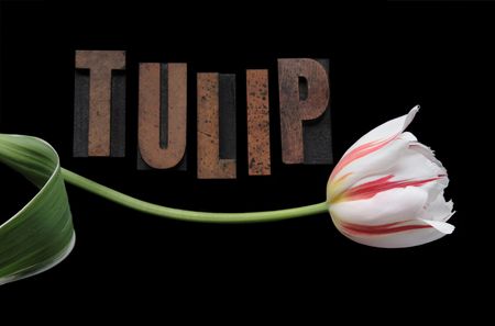 a red and white striped tulip with the word 'tulip' in wood letters on a black backgroundの写真素材
