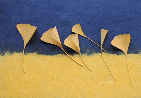 yellow ginkgo leaves on a textured dark blue and yellow backgroundの写真素材