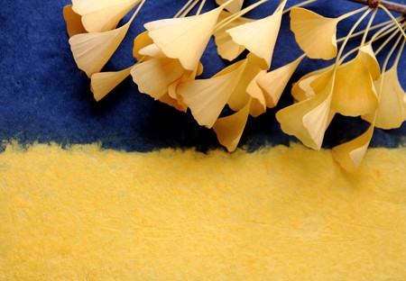 yellow ginkgo leaves on a textured dark blue and yellow backgroundの写真素材