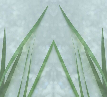 green blade-like leaves in a symmetrical designの写真素材
