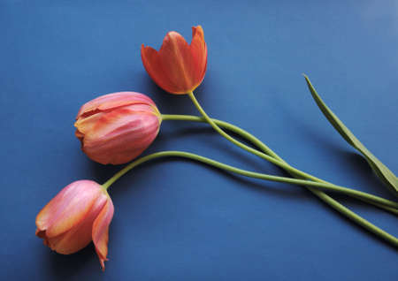 fresh coral tulips on a blue backgroundの写真素材