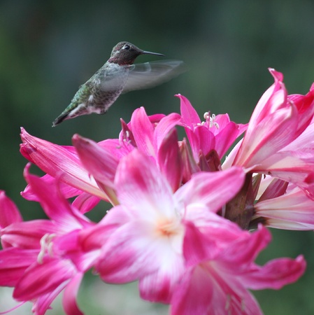 ruby-throated hummingbird with deep pink belladonna liliesの写真素材