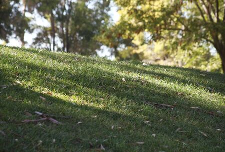 grassy field with trees in the background