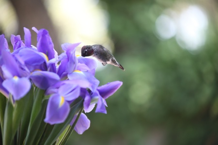 a hummingbird feeds among blue Dutch iris in springの写真素材