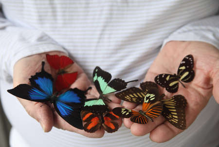 close up of an assortment of butterflies on a man s handsの写真素材