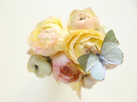 spring ranunculus flowers in yellow and pink with a pale green butterflyの写真素材
