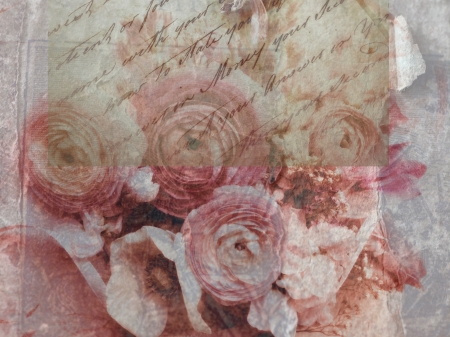 pink ranunculus flowers with old handwritingの写真素材