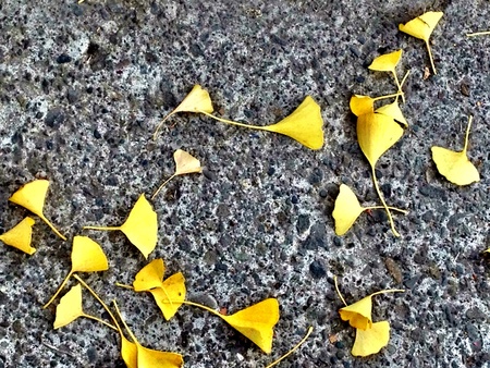 Autumn ginkgo leavesの素材