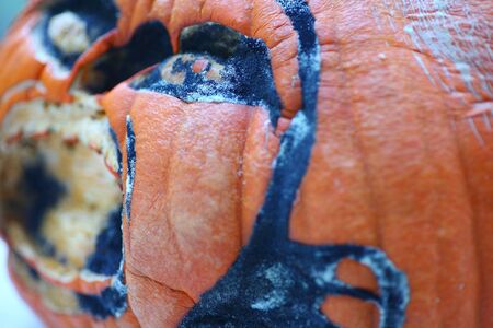 A jack o' lantern is molding a week after being carved.の写真素材