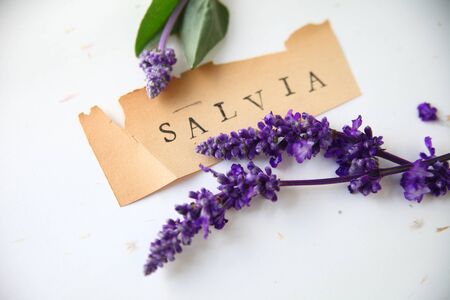 The word salvia on old torn paper with purple flowersの写真素材