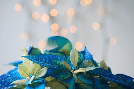 Blue Christmas poinsettias with lights bokehの写真素材