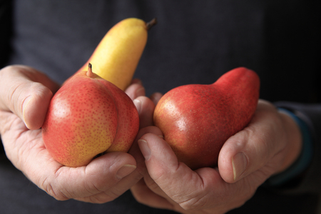 Older man holding three colorful pears in his handsの写真素材