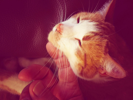 Pet cat enjoys the attention of its ownerの写真素材