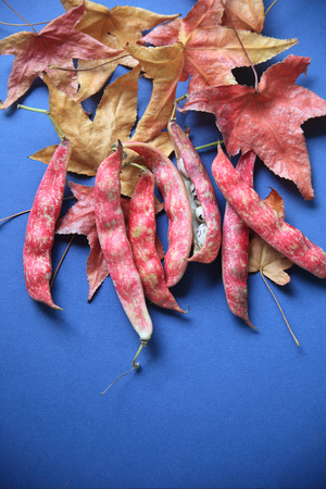 Colorful cranberry beans with russet and gold liquidambar leaves on a blue backgroundの写真素材