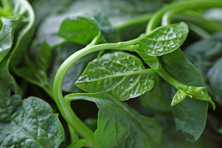 Fresh Malabar spinach leaves closeupの写真素材