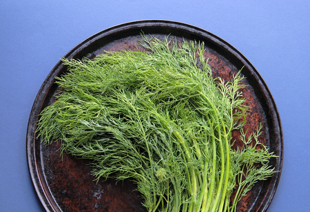 Dill stalks and leaves on a baking pan on a blue backgroundの写真素材