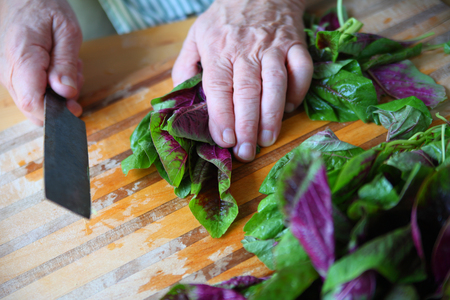 A male cook prepping green and purple leafy greensの写真素材