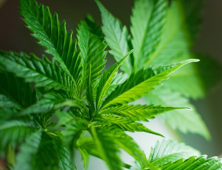 Leaves of cannabis (marijuana).