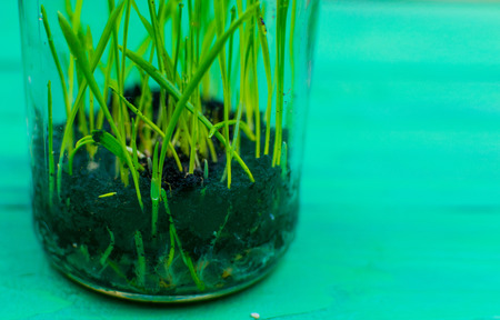 Green shoots from the earth in a glass vase on a green wooden background.の写真素材