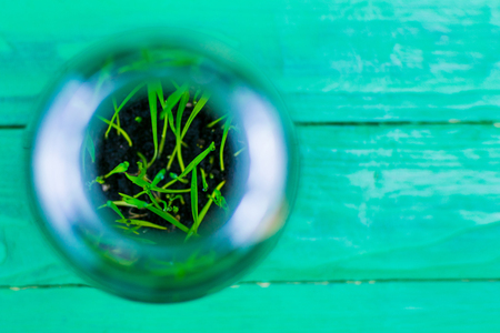 Green shoots from the earth in a glass vase on a green wooden background.の写真素材