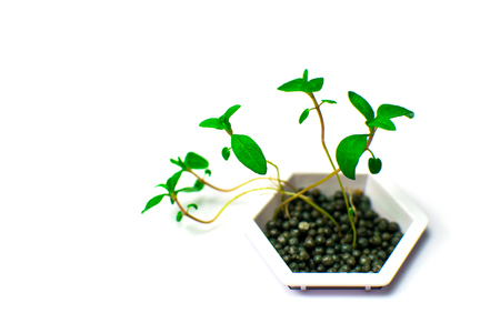 Green young plant shoots on a white background.の写真素材