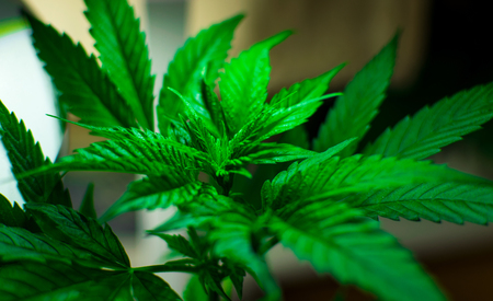 Marijuana plant on a dark background.の写真素材