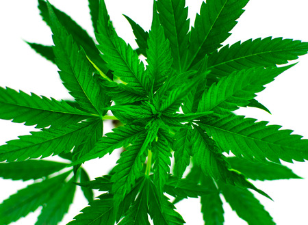 Marijuana plant on a white background. Isolated.の写真素材