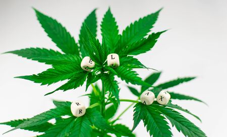 To relax from marijuana. A marijuana bush and the word "relax" from cubes on leaves on a white background.の写真素材