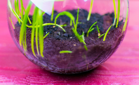 Green shoots from the earth in a glass vase on a violet wooden background.の写真素材
