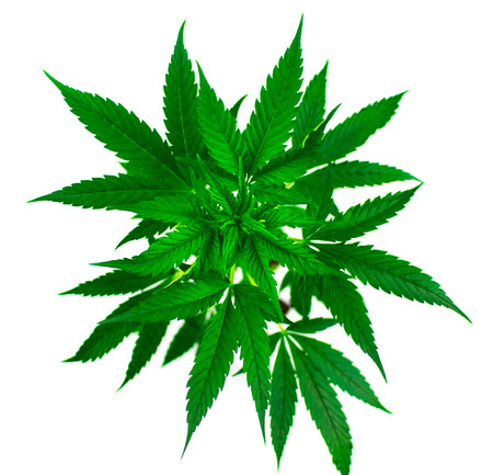 Marijuana plant on a white background. Isolated.の写真素材
