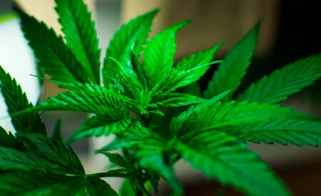 Marijuana plant on a dark background.の写真素材