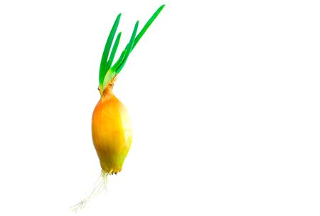A green onion sprouts from a bulb on a white background. Isolated.の写真素材