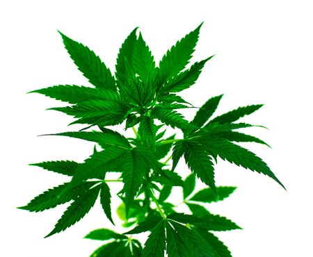 Marijuana plant on a white background. Isolated.の写真素材