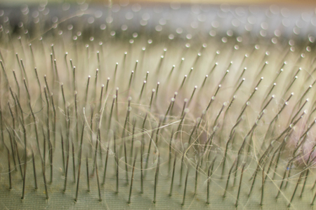 Wool of an animal on a comb close-up.の写真素材