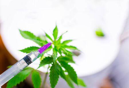Leaves of marijuana and a syringe.の写真素材
