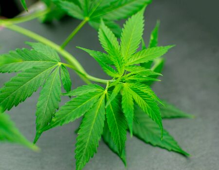 Leaves of marijuana on a black stone background.の写真素材