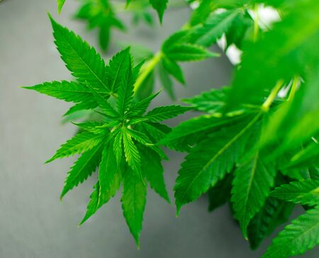 Leaves of marijuana on a black stone background.の写真素材