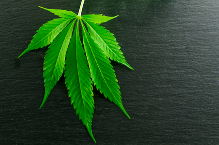 Leaves of marijuana on a black stone background.の写真素材