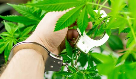 Marijuana is illegal. Hand in handcuffs against the background of growing marijuana.の写真素材