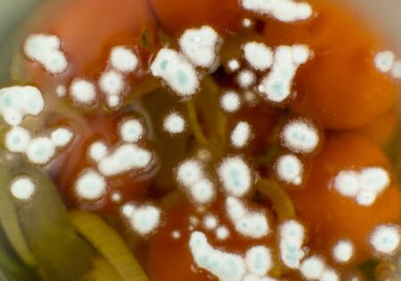 Mold in a can of canned tomatoes.の写真素材