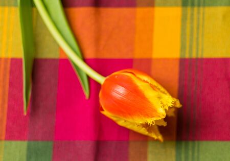Tulip on a burgundy   background.の写真素材