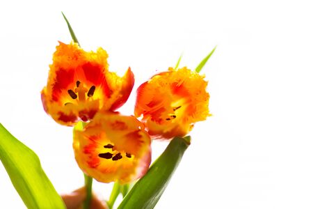 Buds of tulips on a white backgroundの写真素材