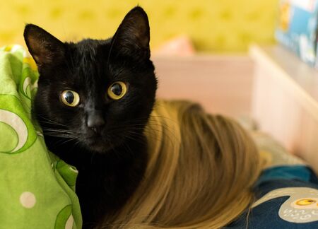 A black cat lies on the girl's head. The treating properties of a cat.の写真素材