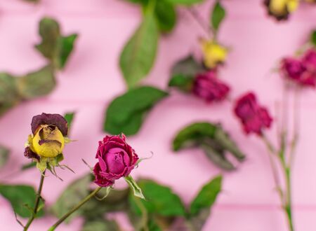 Dry roses on a wooden pink background.の写真素材