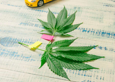 Leaves of marijuana with pasted multi-colored stickers. Growing marijuana.