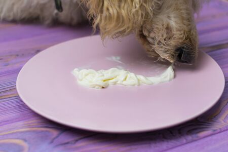 A dog licked off a plate of cream. Theft of food by the dog, when no one sees.の写真素材