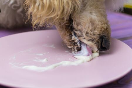 A dog licked off a plate of cream. Theft of food by the dog, when no one sees.の写真素材
