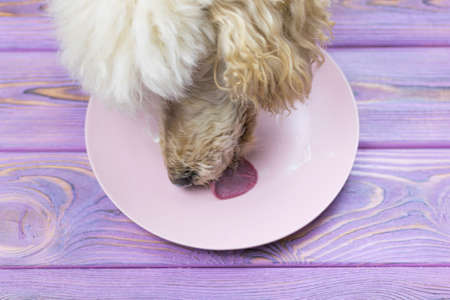 A dog licked off a plate of cream. Theft of food by the dog, when no one sees.の写真素材